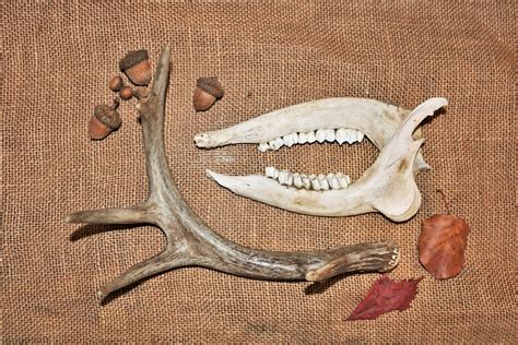 Deer Antler And Jaw Bones Free Stock Photo Public Domain Pictures