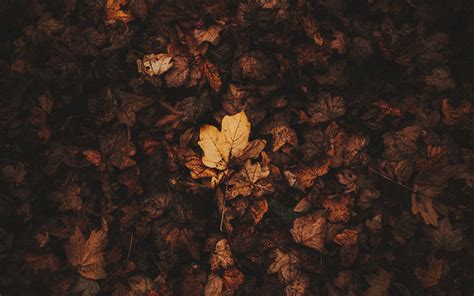 Wallpaper Fallen Leaves Leaves Autumn Brown Dry Hd Widescreen