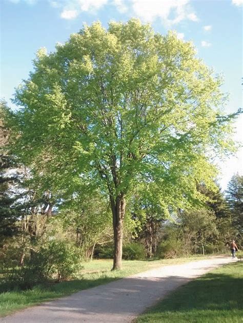 14 Best Types Of Elm Trees Elm Tree Identification Guide