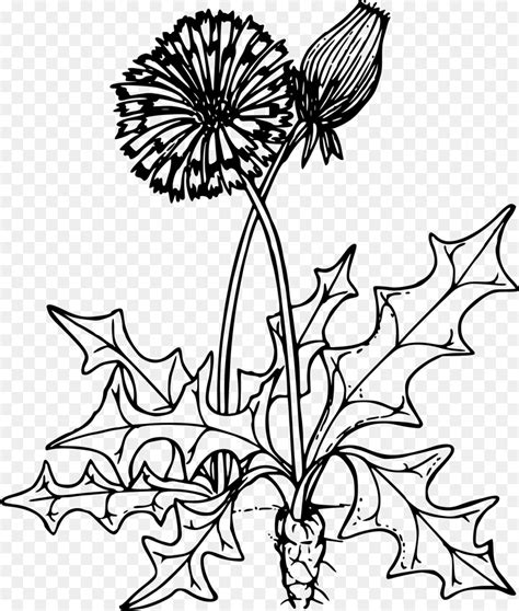 We did not find results for: Best 50+ Dandelion Coloring Page - flower wallpaper