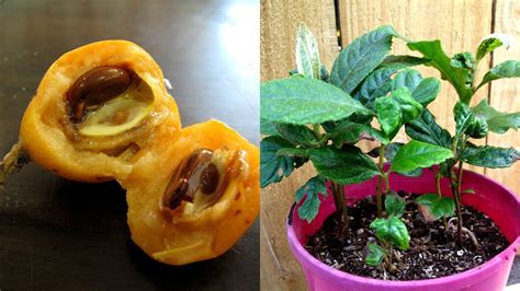 Growing Loquat Trees From Seed How To Youtube