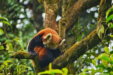 A Red Panda Is Sitting In The Tree Stock Image Image Of Mammal