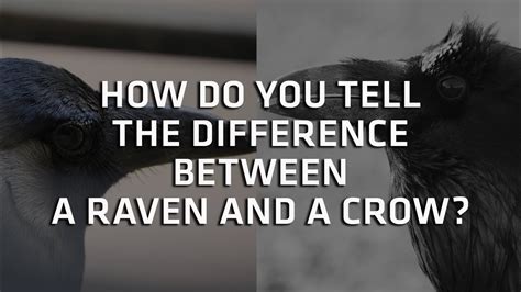Are Crows And Ravens The Same The 15 Latest Answer