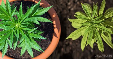 Growing Cannabis Outdoors Pots Or Open Soil Sensi Seeds