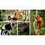 Most Primate Species Threatened With Extinction Scientists Find  The