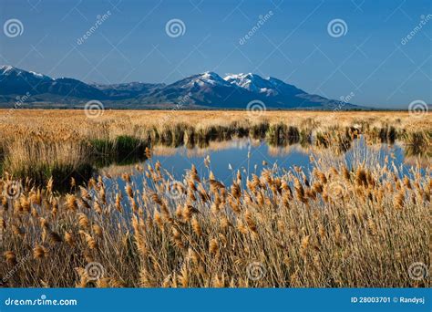 Field Of Reeds On Lake Stock Image Image 28003701