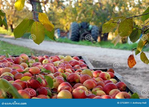 Fall Apple Harvest And Orchard Stock Image Image 3753891