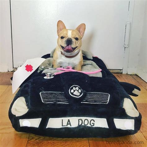 72 Spoiled Dogs That Live Better Than You Ever Will Bored Panda