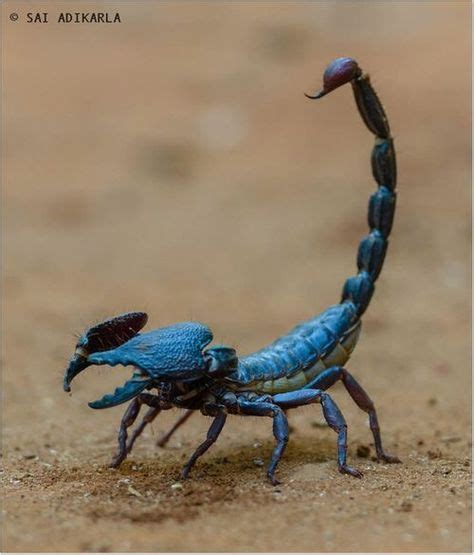 Blue Emperor Scorpion One Of The Largest Scorpions In The World Cool
