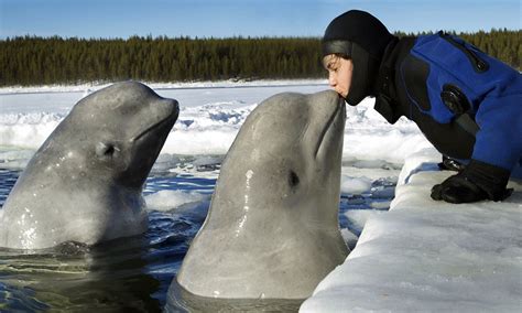 photographer kisses beluga whale in the white sea north west russia daily mail online