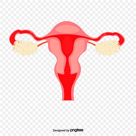 los órganos genitales femeninos png dibujos útero órgano femenino oviducto png y psd para