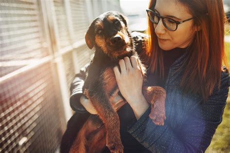 5 Things To Consider Before Fostering A Pet Pet Wellbeing