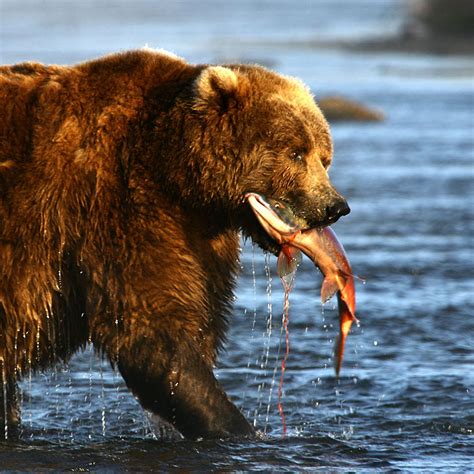 Meet The Wildlife Of Wild Alaska Live Pbs