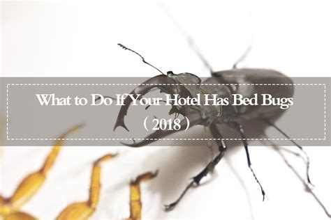 Bed Bugs In Hotels 18 Traveling Tips To Help You Out Pest Wiki