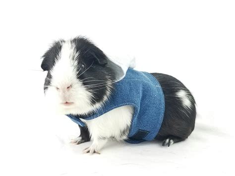 Guinea Pig Denim Vest With Hoodie Boy Guinea Pig Clothes Etsy