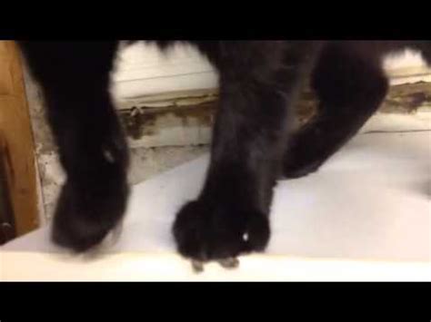 The furry cat paws are a truly amazing and crucial part of the cats body. Cutaneous horns....Midnights strange cat paws - YouTube