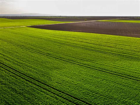 Aerial View Of Green Wheat Field In Summer Stock Photo