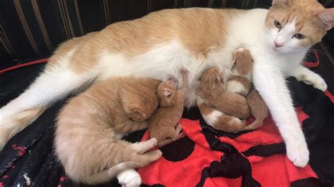 Pregnant Cat Gives Birth To Dead Kittens Causes And What To Do Hyaenidae