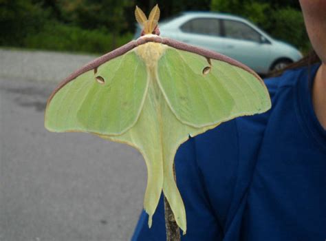 7 Moths That Make Butterflies Look Boring The National Wildlife