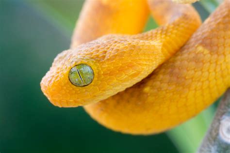 Baby West African Bush Viper In Rainforest Stock Photo Download Image