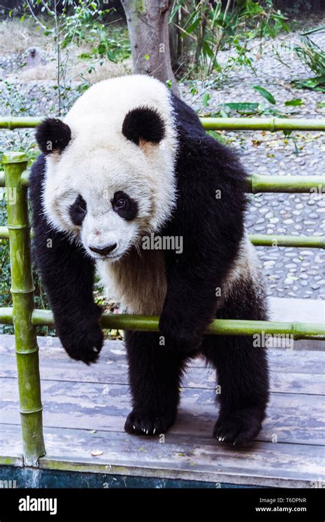 Chengdu Provincia De Sichuan China Oso Panda Gigante En Chengdu La