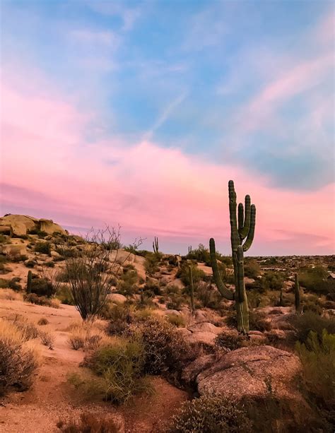 Desert Cactus Sunset Saguaro Scottsdale Tucson Arizona Photography