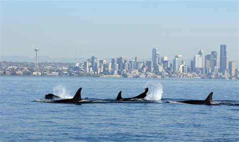 Photos Orcas Off Seattle