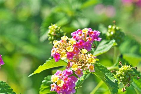 Lantana Plants Potential Invasive Issues Explained Thriving Yard