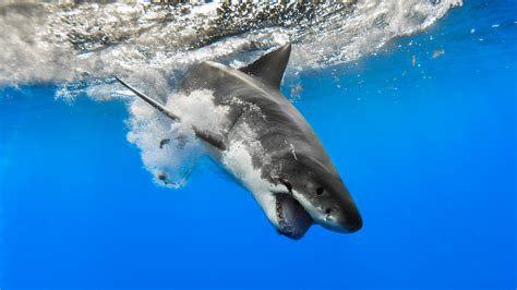 Animal Great White Shark 4k Ultra Hd Wallpaper