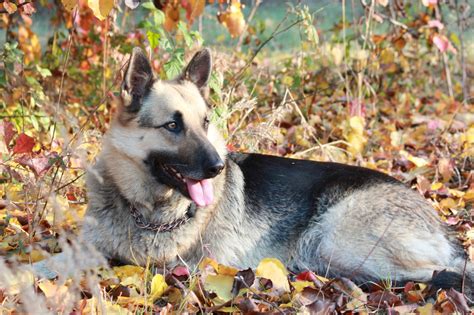 Each applicant for such permit must obtain a breeding permit $235.00 and an intact license $100.00. What Dog Breed Should I Get?