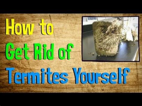 Whether it's your home or place of business, you may at some point have to deal with a pest infestation of one form or another. 6 DIY Termite Treatments (With images) | Diy termite treatment, Termites, Termite treatment