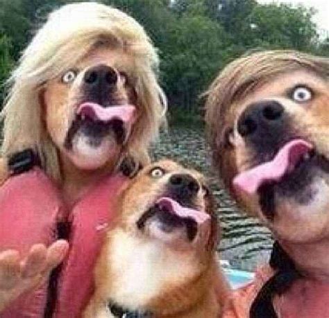 The Dog Funny Face Swap Face Swaps Make Funny Faces