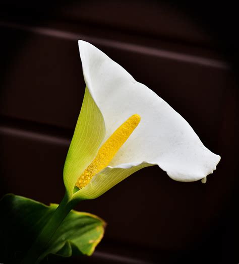 Arum Lily Zantedeschia Aethiopica A Photo On Flickriver