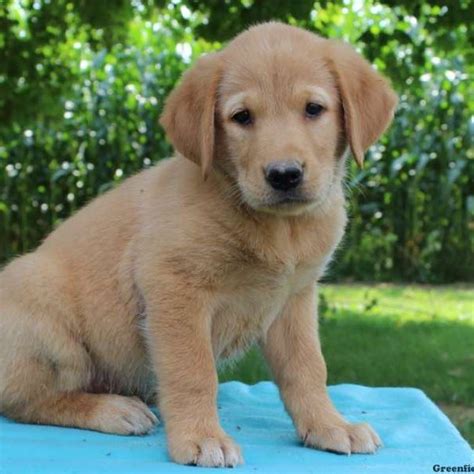 This golden retriever puppy is sure to be a great furever friend! Golden Retriever Mix Puppies For Sale | Greenfield Puppies