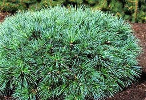 Pinus Strobus Coney Island Dwarf Eastern White Pine Kigi Nursery