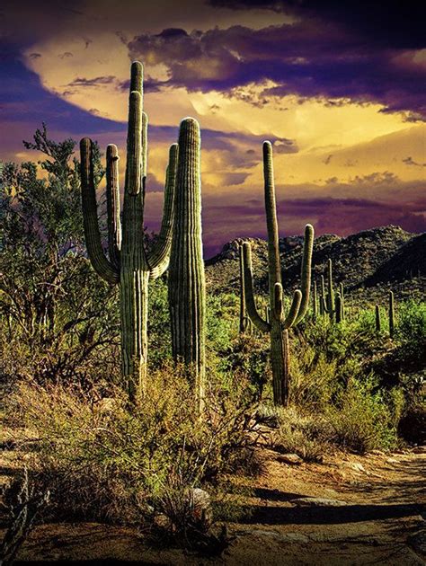 Saguaro Cactuses In Saguaro National Park Near By Randynyhofphotos