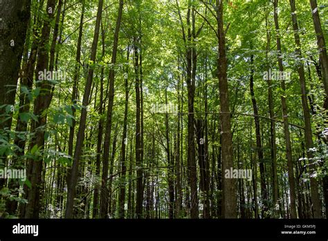 Thick Forest In The Countryside Stock Photo Alamy
