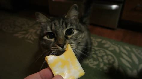 Cats And Cheese Youtube