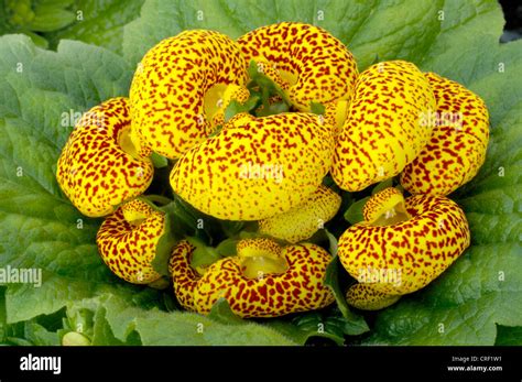 Pocketbook Plant Slipperwort Calceolaria Dainty Yellow Spots