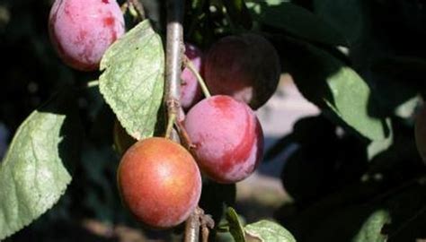 Fruit Trees For Zone 5 Garden Guides