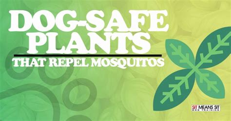 Dog Safe Plants that Repel Mosquitoes | Sit Means Sit Dog Training Bel Air