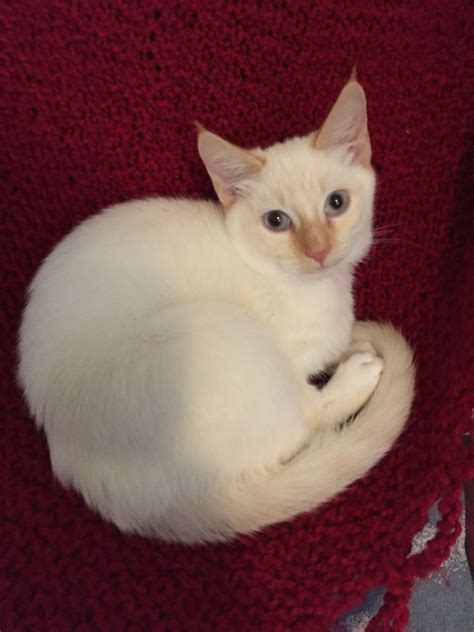 Flame Point Siamese Kitten Siamese Kittens Cats Meow Cats And Kittens