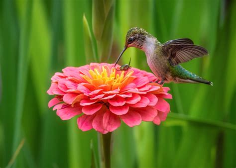 There are dozens of flowers they visit, but we share 15 flowers we call their favorites. Hummingbirds, ruby throated hummingbirds, flowers, birds ...