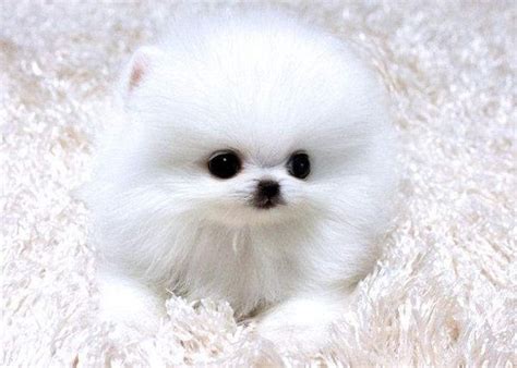 Find pomeranian puppies for sale and dogs for adoption near to you. teacup pomeranian puppies for sale in colorado | Zoe Fans ...