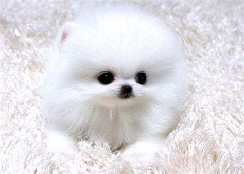 Over years this breed was bred down to the size we know today. teacup pomeranian puppies for sale in colorado | Zoe Fans ...