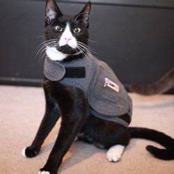Details details #1 vet recommended solution for cats thundershirt for cats is the original, natural calming solution for cats. Does the Thundershirt Really Work?