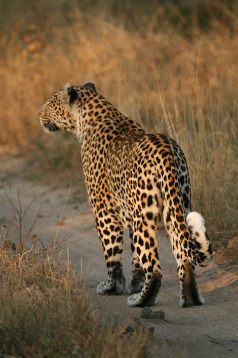 Fileleopard Walking Wikimedia Commons