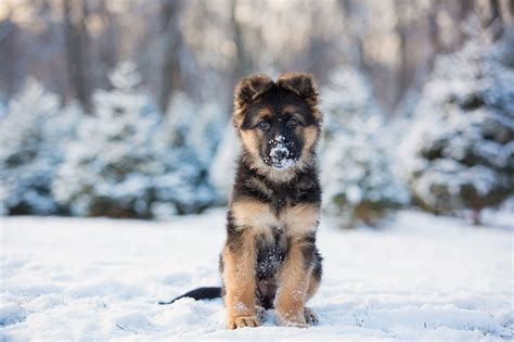 Snow Pups 500px In 2020 Cute Baby Dogs Snow Pictures Snow Dogs