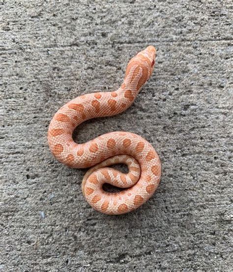 Albino Anaconda Western Hognose Snake For Sale Snakes At Sunset
