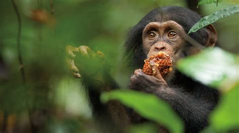 Movie Review Chimpanzee Oh The Humanity Npr